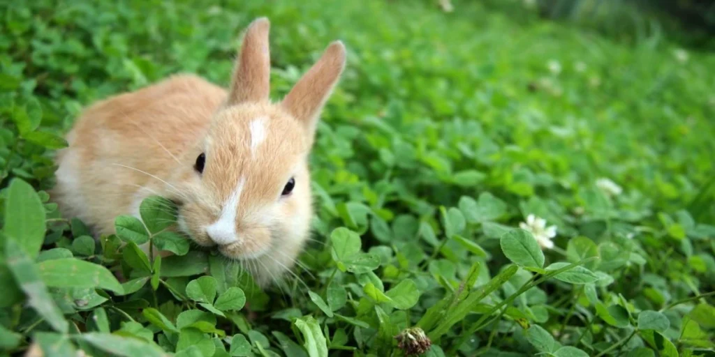What is a rabbit’s favourite food?