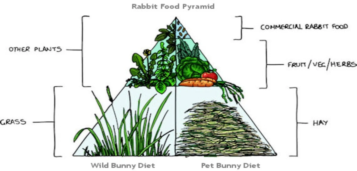 Infographic by RSPCA showing a rabbit's diet pyramid with hay at the base