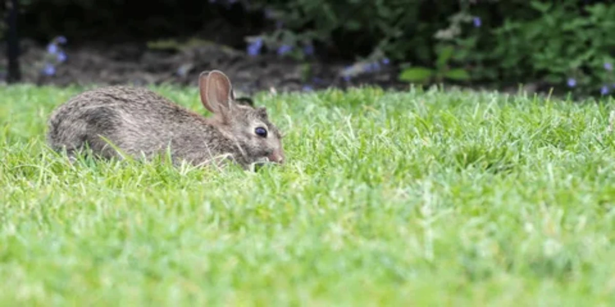Rabbit sniffing and choosing hay over leafy vegetables in a video still